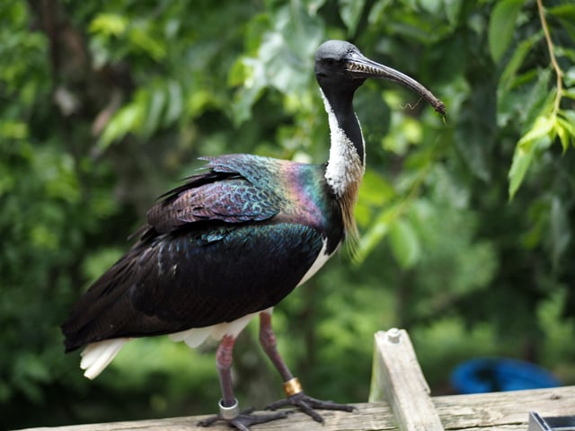 A Black Headed Ibis Looking For Food